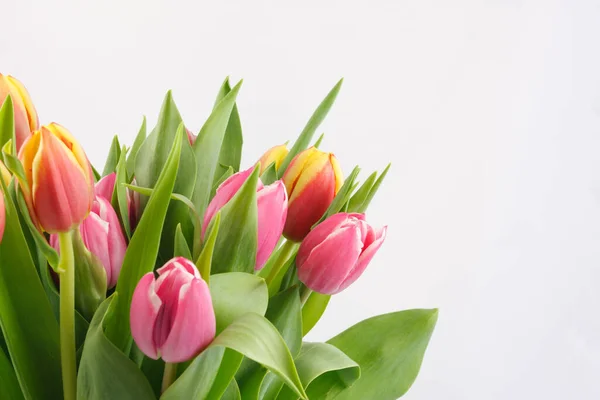 Jaro Krásné Jarní Tulipány Květiny Flóra — Stock fotografie