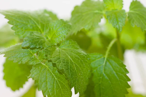 Lemon Balm Close — Stock Photo, Image