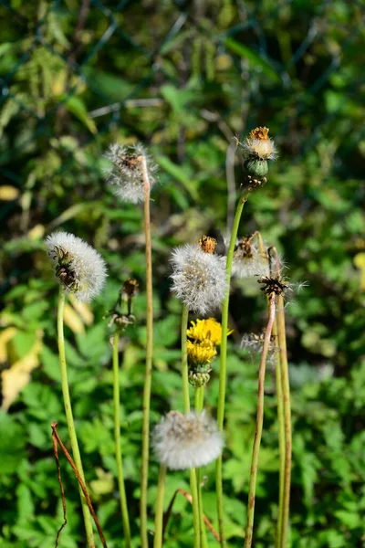 Gyönyörű Kilátás Nyílik Természetes Pitypang Virág — Stock Fotó