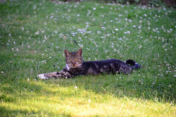 Lekfullt Och Roligt Katt Djur Eller Husdjur Koncept — Stockfoto