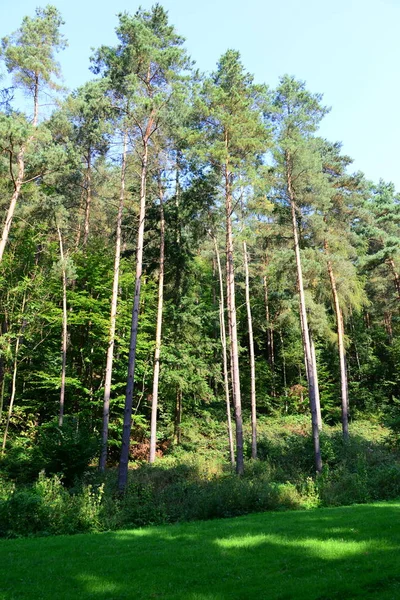 Het Duitse Bos — Stockfoto