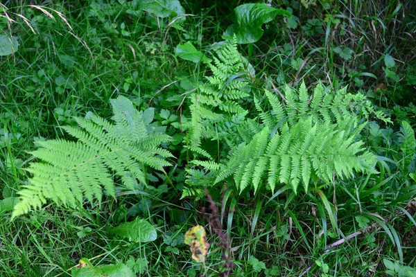 German Forest — Stock Photo, Image