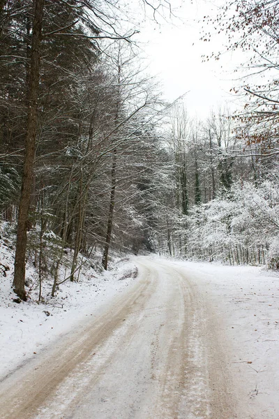 Árboles Cubiertos Nieve Bosque —  Fotos de Stock