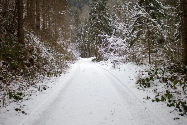 Hóval Borított Fák Erdőben — Stock Fotó