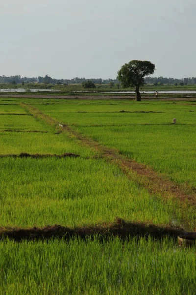 Vista Panorámica Agricultura Campo — Foto de Stock