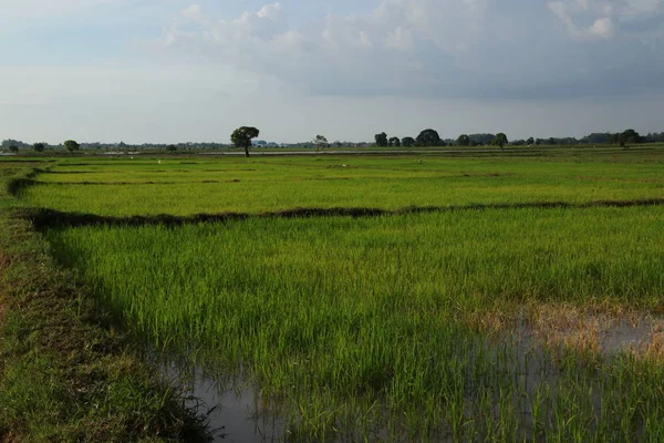 Krajobraz Polami Ryżu — Zdjęcie stockowe