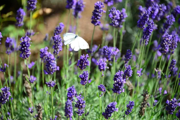 Violet Lavender Flowers Purple Flowers — Stock Photo, Image