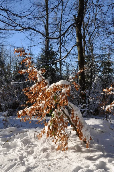 Winterwandern Oberbergischen Land — Stockfoto