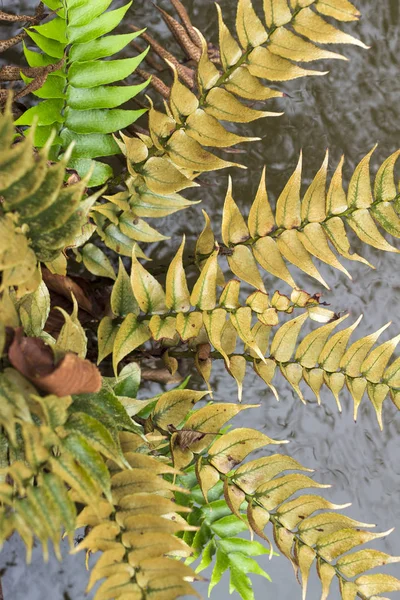 秋の紅葉 — ストック写真