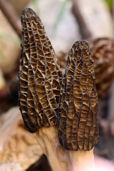 Spitzer Morchel Morchella Elata — Stock fotografie