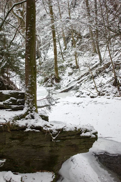 Paisagem Fluvial Pingou Com Neve Inverno Uma Reserva Natural Florestal — Fotografia de Stock