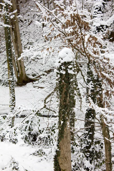 Alberi Inverno Con Neve Una Riserva Naturale Forestale Stiria — Foto Stock
