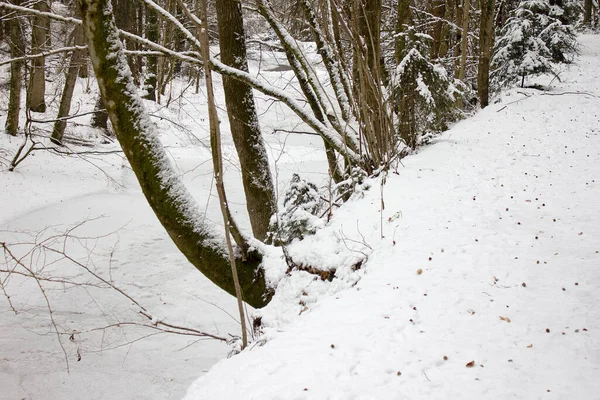 River Landscape Rejoiced Snow Winter Forest Nature Reserve Styria — Stock Photo, Image