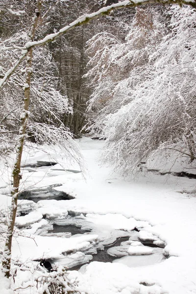 Paesaggio Fluviale Gioito Con Neve Inverno Una Riserva Naturale Foresta — Foto Stock