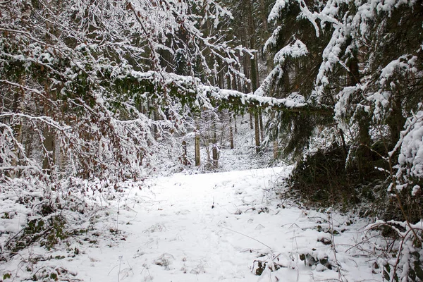 Trilha Caminhadas Inverno Coberta Neve Uma Reserva Natural Florestal Estíria — Fotografia de Stock