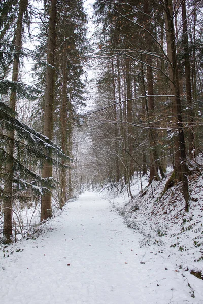 Túraútvonal Télen Borított Egy Erdő Természetvédelmi Stájerországban — Stock Fotó