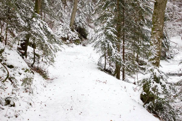 Μονοπάτι Πεζοπορίας Χειμώνα Καλυμμένο Χιόνι Δασικό Φυσικό Καταφύγιο Στην Στυρία — Φωτογραφία Αρχείου
