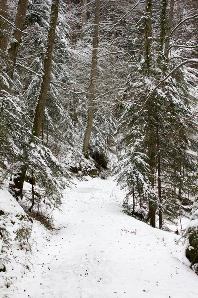 冬季的远足小径 雪地覆盖在雪地的森林自然保护区 — 图库照片