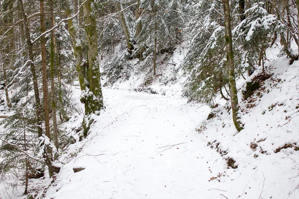 Sendero Senderismo Invierno Con Nieve Cubierta Una Zona Conservación Forestal —  Fotos de Stock