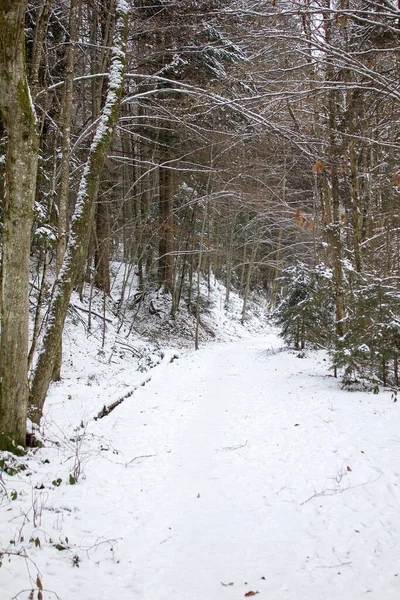 Sendero Senderismo Invierno Cubierto Nieve Una Reserva Natural Forestal Estiria —  Fotos de Stock