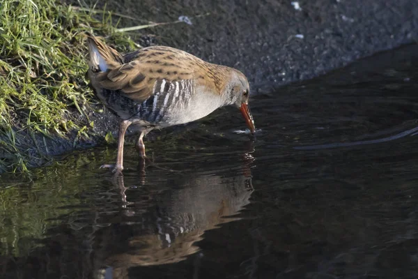 Eine Scheue Wasserrinne Hat Sich Aus Ihrem Versteck Gewagt Sie — Stockfoto