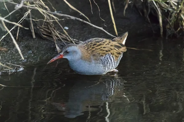 Trilho Água Rallus Aquaticus Percorre Erbach Perto Beeden — Fotografia de Stock