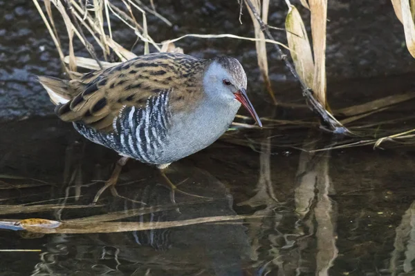 Een Waterralle Rallus Aquaticus Wol Door Erbach Bij Beeden — Stockfoto