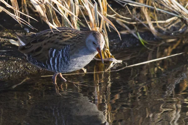 Une Laine Ralle Eau Rallus Aquaticus Traversant Erbach Près Des — Photo