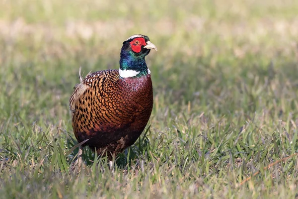 Faisán Campo — Foto de Stock