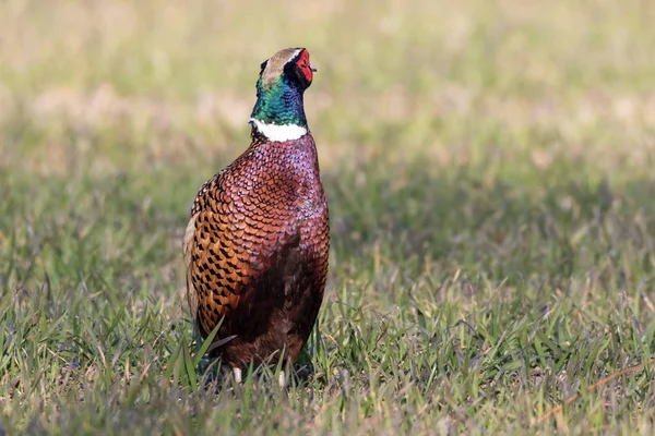 Faisán Campo — Foto de Stock