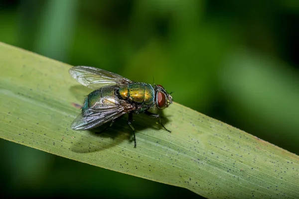 Nahaufnahme Einer Goldfliege Lucilia Sericata — Stockfoto