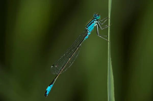 Uma Pequena Libélula Senta Sobre Uma Lâmina Grama Olha Para — Fotografia de Stock