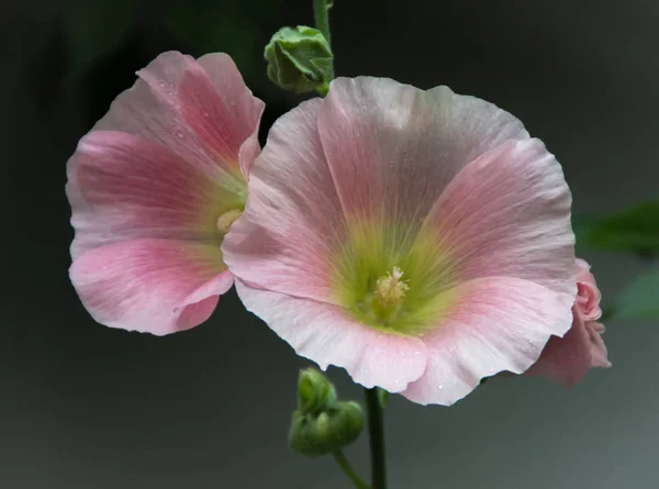 暗い背景を背景に2つの花と蕾を持つ美しいピンクのマロー — ストック写真