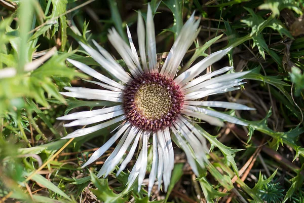 Voll Blühende Silberdistel Carlina Acaulis Nahaufnahme — Stockfoto