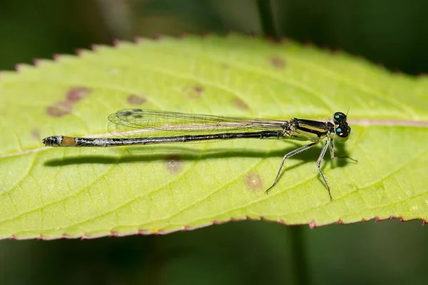 Dragonfly Pequeno Que Senta Uma Folha Basks Tomado Como Uma — Fotografia de Stock