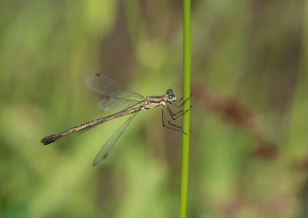 Small Dragonfly Sits Blade Grass Sunbathes Taken Macro Close Shore — Stock Photo, Image