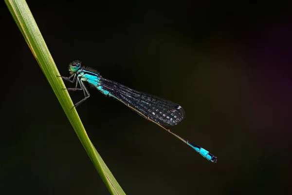 Libelle Insect Klein Insect Met Vleugels Natuur — Stockfoto