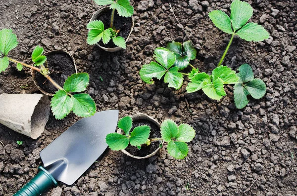 草莓植物和幼苗对土壤的园艺工具 概念园艺和农业 选择性的焦点 — 图库照片