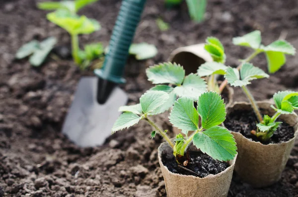 Plantas Fresa Plántulas Con Herramientas Jardinería Suelo Concepto Jardinería Agricultura — Foto de Stock