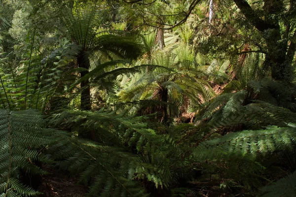 Hiking Trail Rainforest Tasmania — Stock Photo, Image