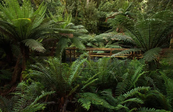 針葉樹林とシダ植物緑の草 — ストック写真