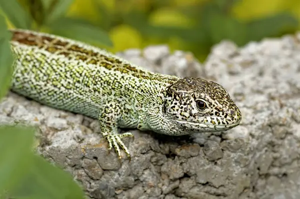 Sand Lizard Snake Zauneidechse — Stock Photo, Image