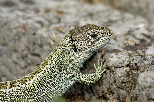 Close Lizard Habitat Wildness Concept — Stock Photo, Image