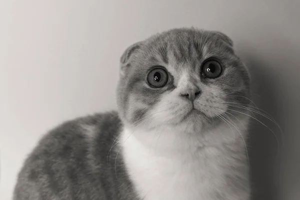 Retrato Gato Escocês Dobra — Fotografia de Stock