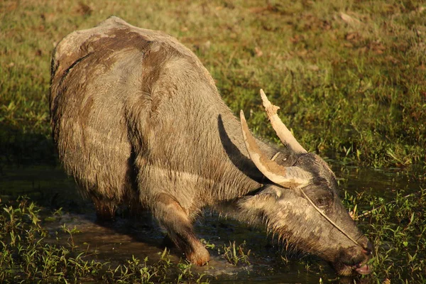 Buffalo Herbívoros Animais Vida Selvagem — Fotografia de Stock