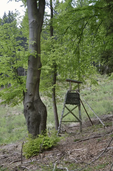 Ψηλό Κάθισμα Στην Άκρη Του Δάσους — Φωτογραφία Αρχείου