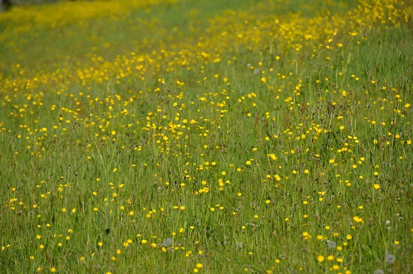 Blumenwiese Frühling — Stockfoto
