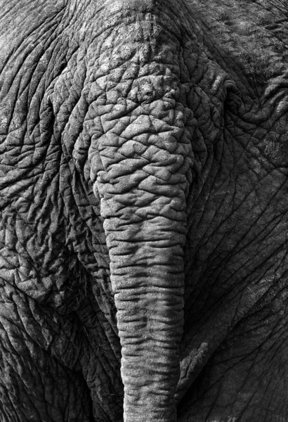 Közel Egy Nagy Elefánt — Stock Fotó