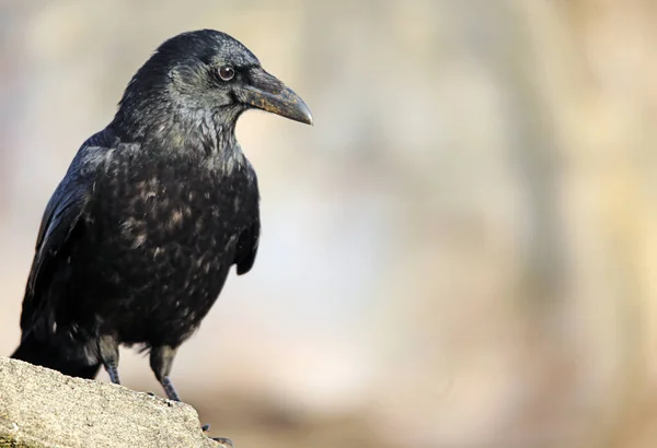 Carrión Cuervo Corvus Corone Corone — Foto de Stock