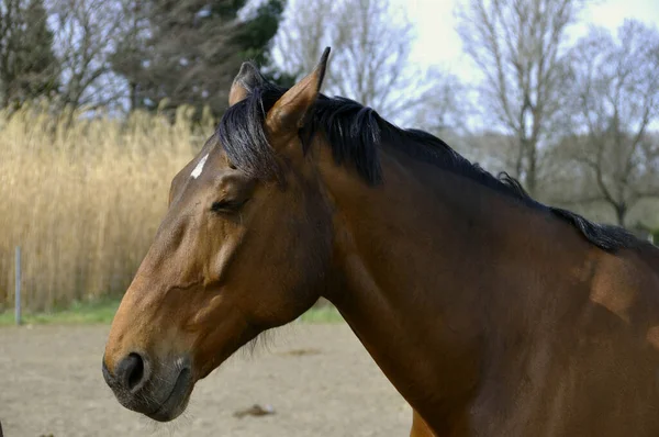 Cavalo Pasto — Fotografia de Stock